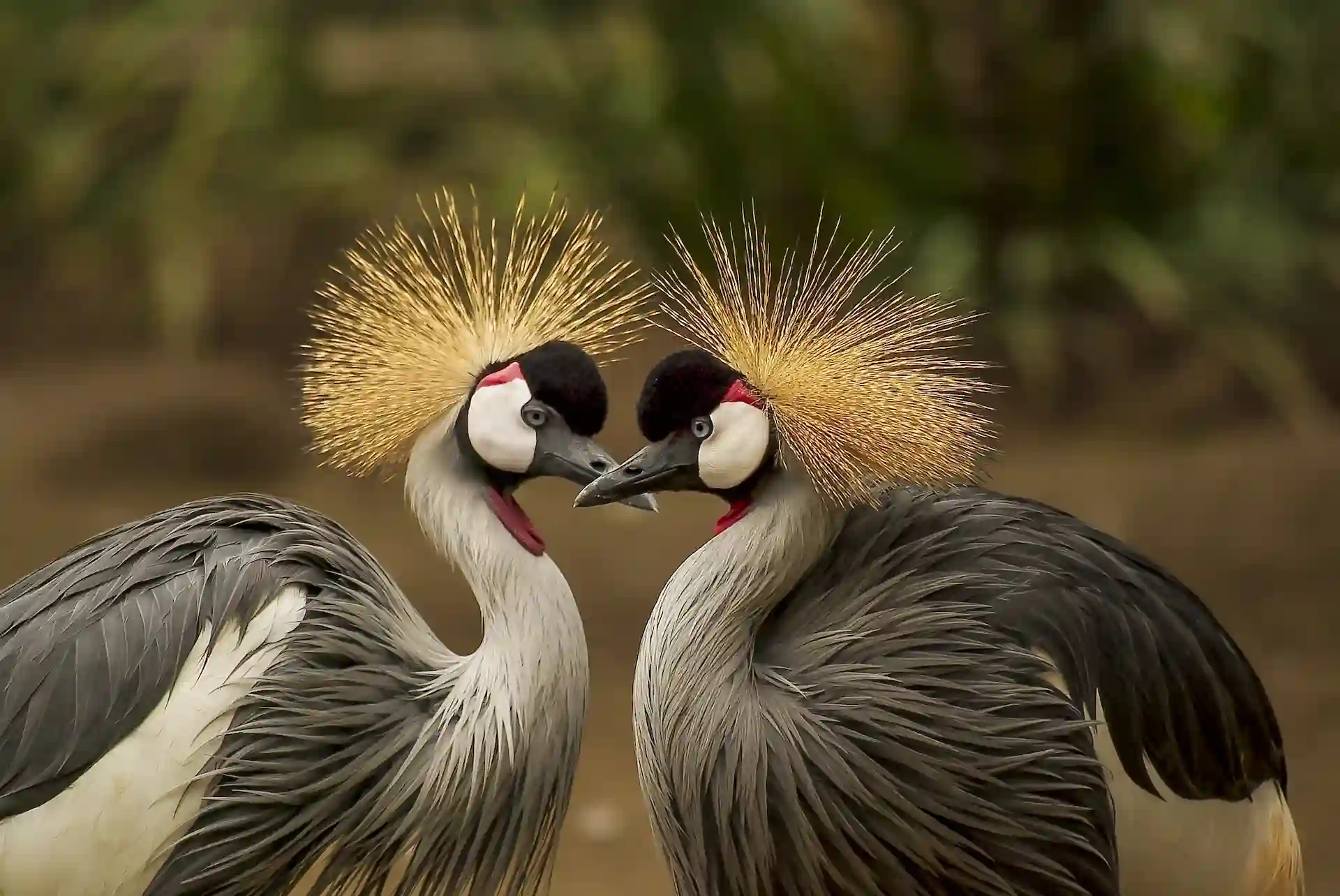 The Majestic Grey Crowned Cranes: Royalty of the African Savanna