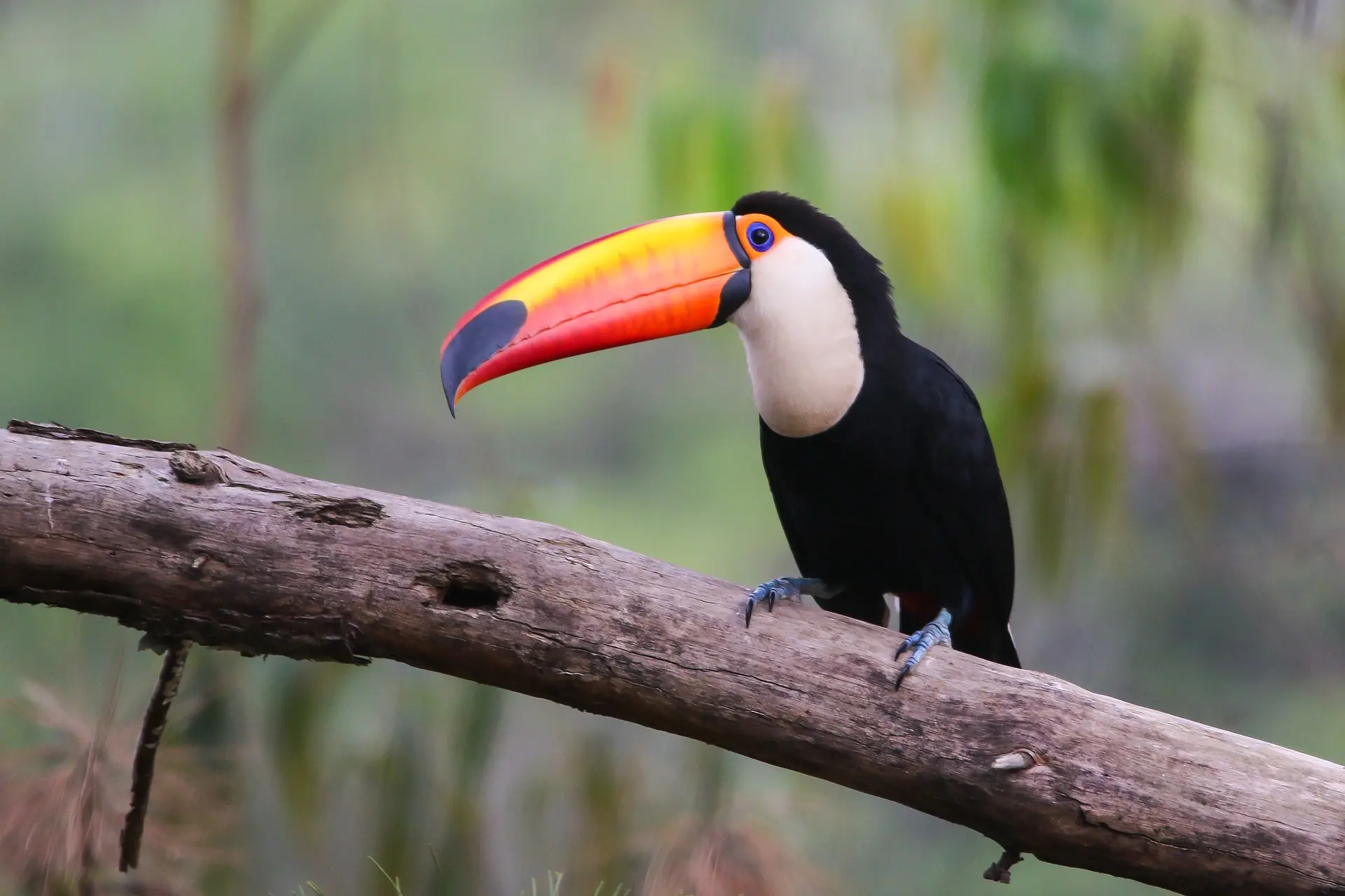 The Toco Toucan: Unveiling Facts, Ecosystem, Habitat, and More